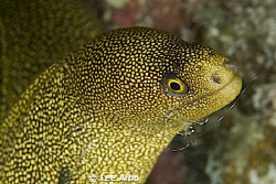 Golden Moray getting cleaned by a shrimp by Lee Arbo 